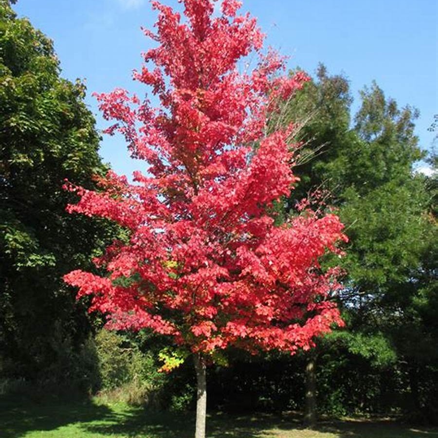 acer rubrum