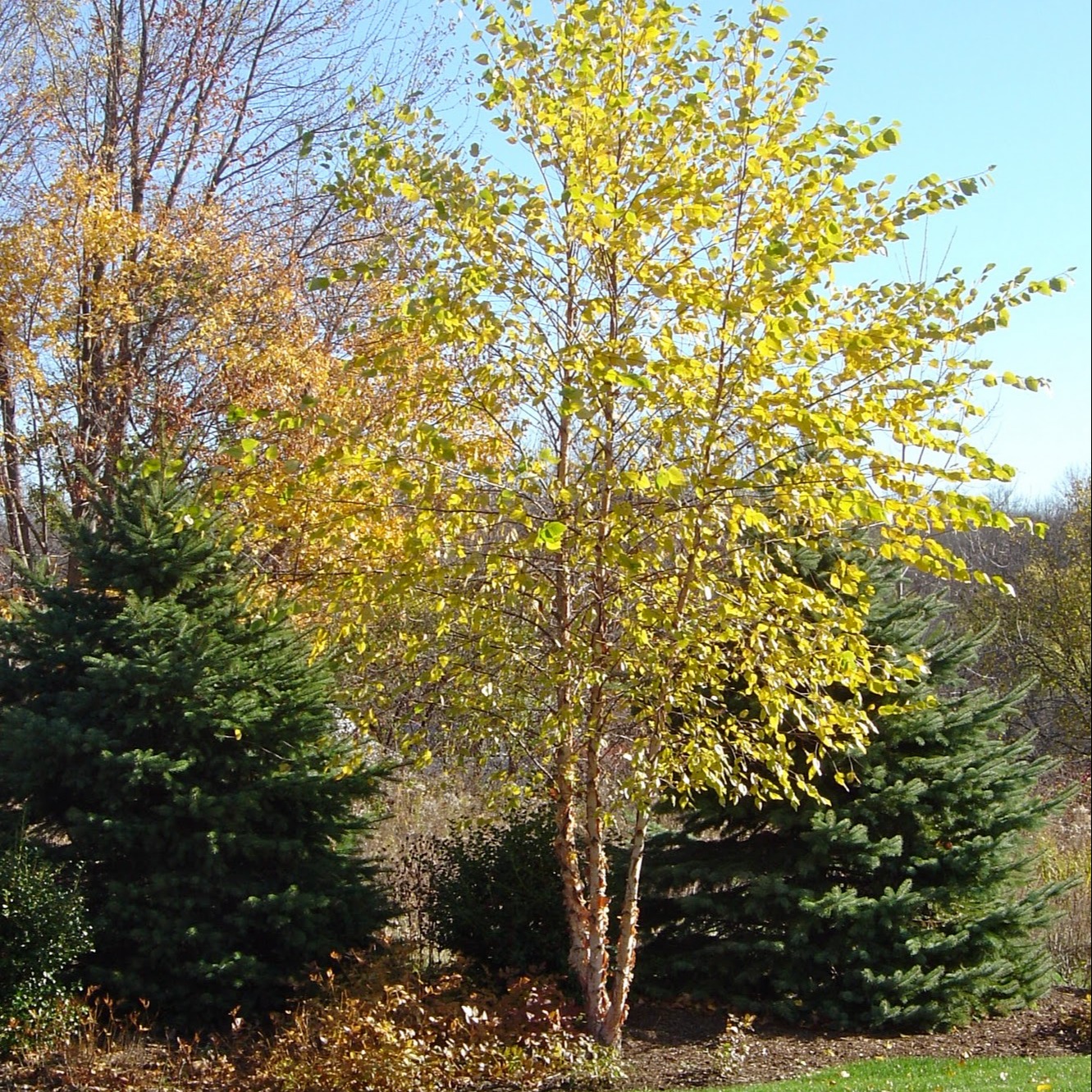 betula nigra