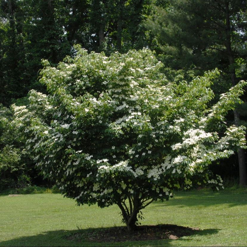cornus kousa