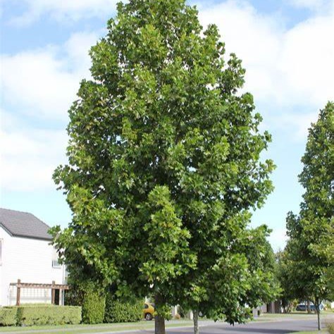 liriodendron tulipifera
